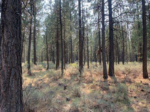 16917 Jacinto Rd, Bend, OR 97707 photo 37