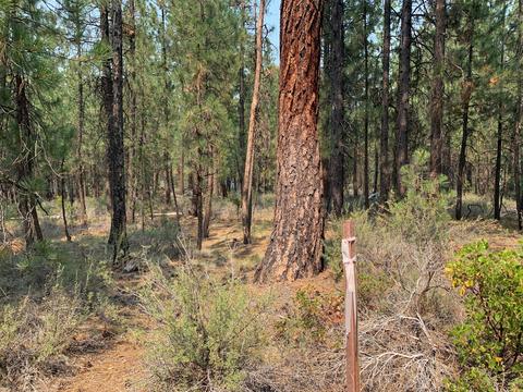 16917 Jacinto Rd, Bend, OR 97707 photo 17