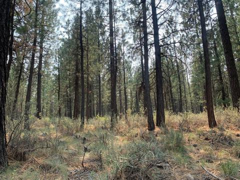16917 Jacinto Rd, Bend, OR 97707 photo 36