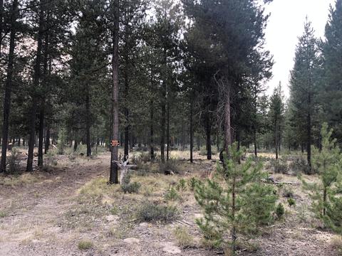 56603 Celestial Dr, Bend, OR 97707 photo 1