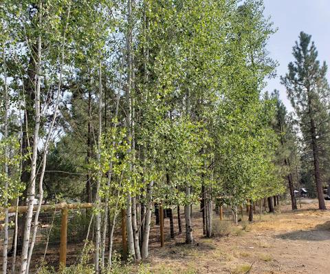 15466 Rainbow Ct, La Pine, OR 97739 photo 6