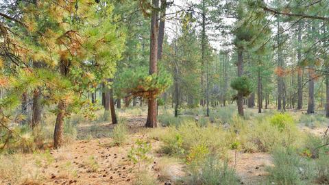 56284 Sable Rock Loop, Bend, OR 97707 photo 8