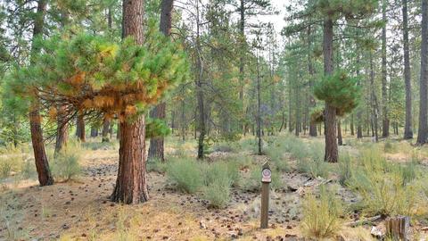 56284 Sable Rock Loop, Bend, OR 97707 photo 7