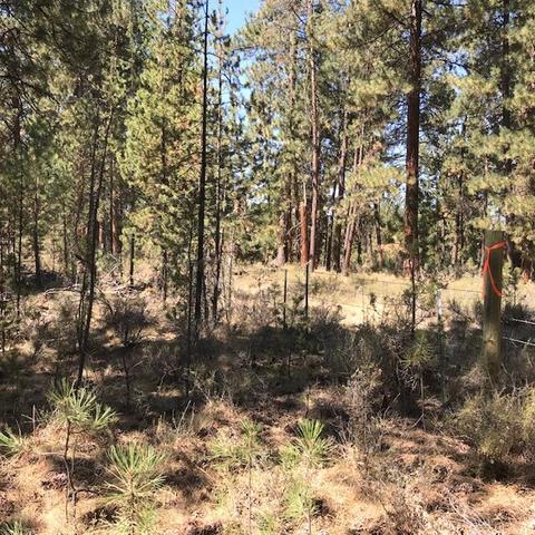 15962 Jackpine Rd, La Pine, OR 97739 photo 6