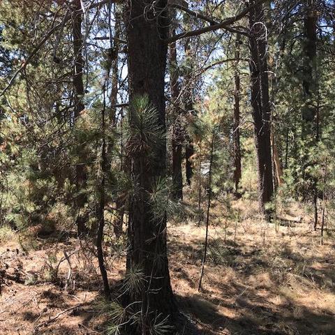 15962 Jackpine Rd, La Pine, OR 97739 photo 8