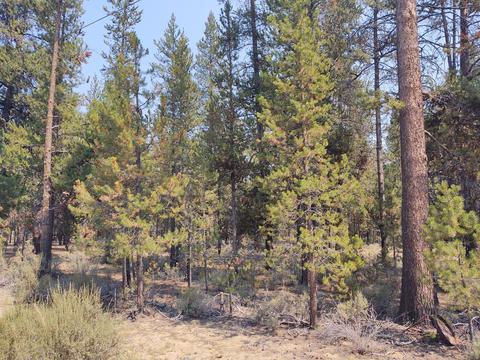 52790 Wayside Loop, La Pine, OR 97739 photo 1