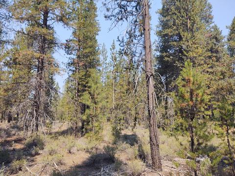 52790 Wayside Loop, La Pine, OR 97739 photo 9
