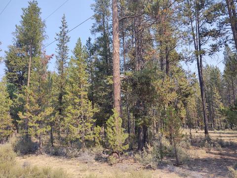52790 Wayside Loop, La Pine, OR 97739 photo 10