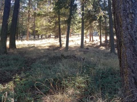 Nka Ponderosa Drive, Klamath Falls, OR 97601