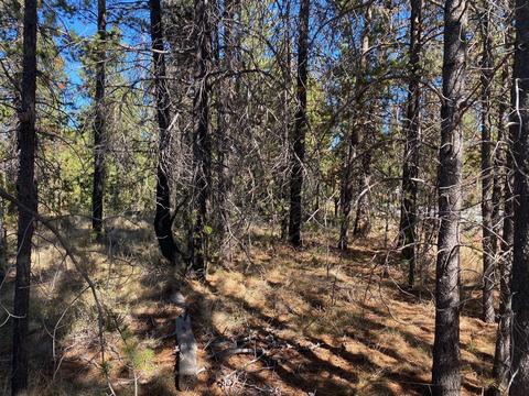 17266 Tholstrup Dr, Bend, OR 97707 photo 6
