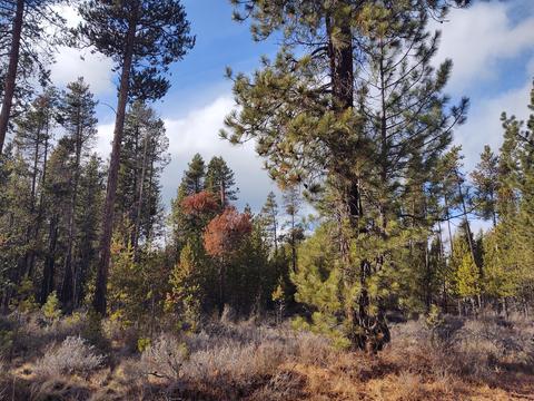 54874 Maple Dr, Bend, OR 97707 photo 1