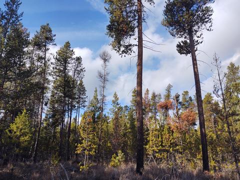 54874 Maple Dr, Bend, OR 97707 photo 9