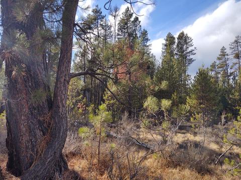 54874 Maple Dr, Bend, OR 97707 photo 5