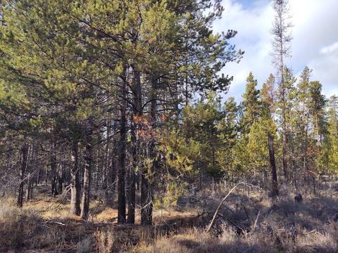 54874 Maple Dr, Bend, OR 97707 photo 3