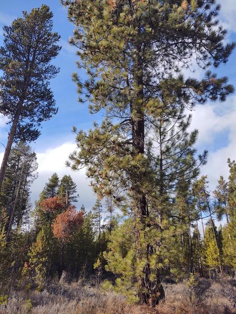 54874 Maple Dr, Bend, OR 97707 photo 11