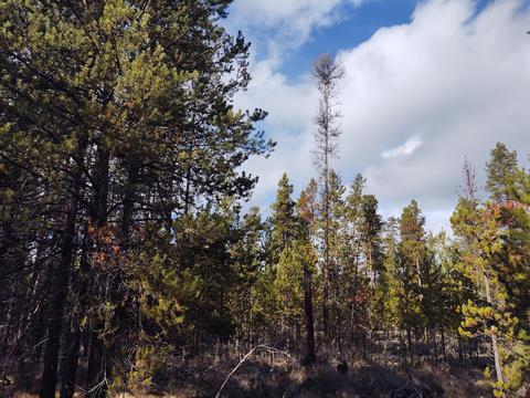 54874 Maple Dr, Bend, OR 97707 photo 2