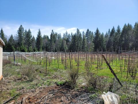 3358 Rockydale Rd, Cave Junction, OR 97523
