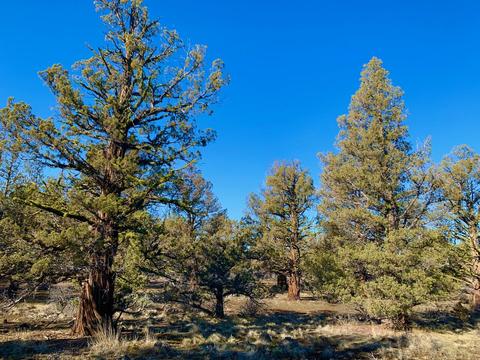 18028 Cascade Estates Dr, Bend, OR 97703 photo 9