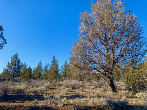18028 Cascade Estates Dr, Bend, OR 97703 photo 12