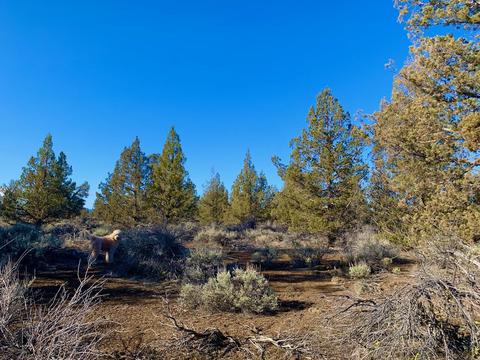 18028 Cascade Estates Dr, Bend, OR 97703 photo 23