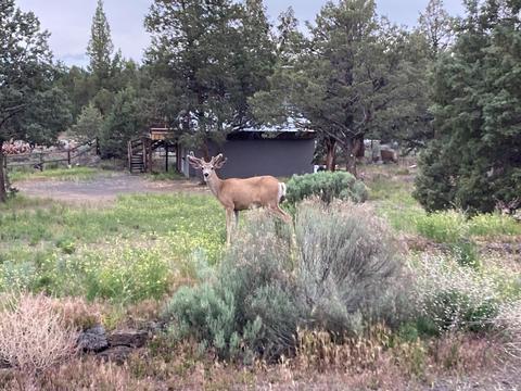 64925 Mcgrath Rd, Bend, OR 97701 photo 51
