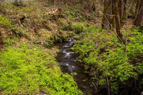 9530 Thompson Creek Rd, Applegate, OR 97530 photo 11