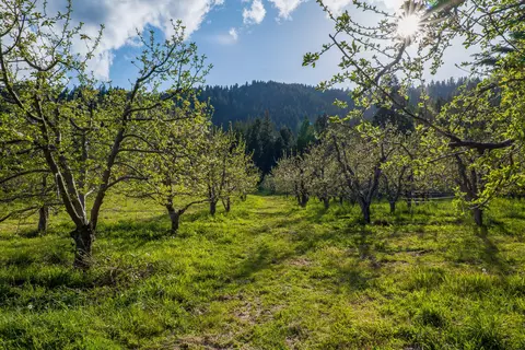 9530 Thompson Creek Rd, Applegate, OR 97530 photo 67