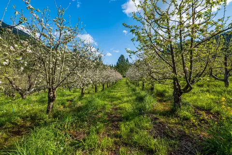 9530 Thompson Creek Rd, Applegate, OR 97530 photo 66