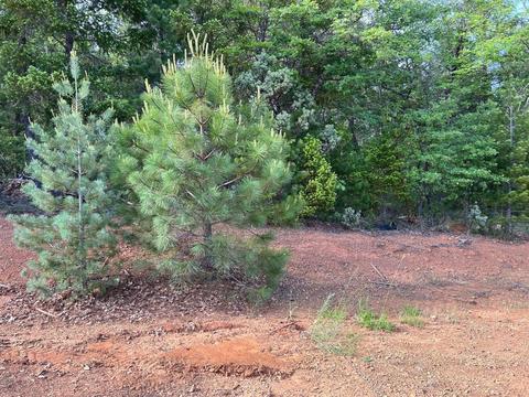 341 Cedar Rdg, Cave Junction, OR 97523 photo 6