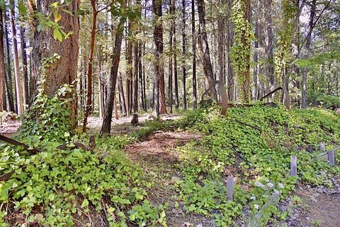 223 Pine Cone Dr, Cave Junction, OR 97523 photo 18