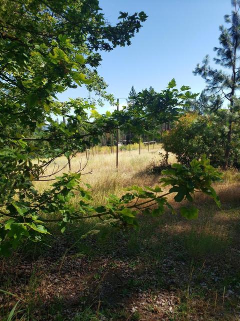 301 Pine Tree Dr, Williams, OR 97544 photo 12