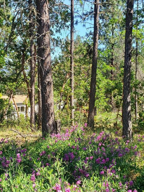 301 Pine Tree Dr, Williams, OR 97544 photo 7