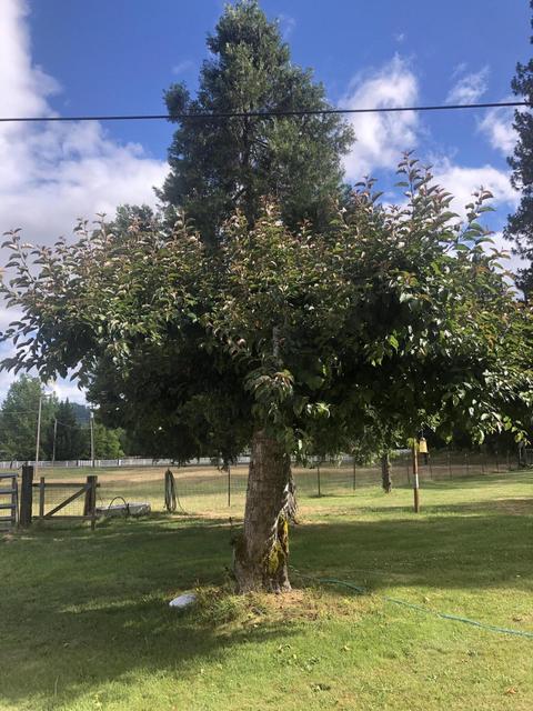8295 Evans Creek Rd, Rogue River, OR 97537 photo 9