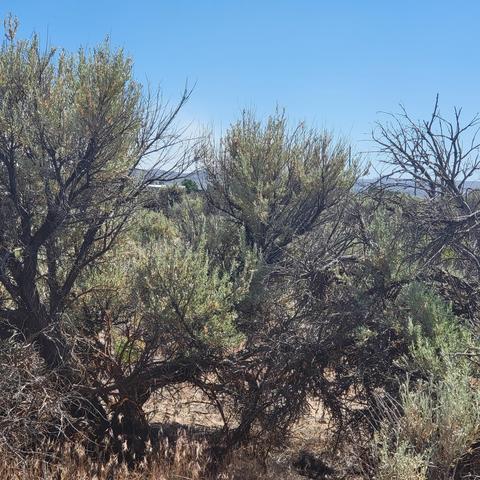 4000 Lark St, Christmas Valley, OR 97641