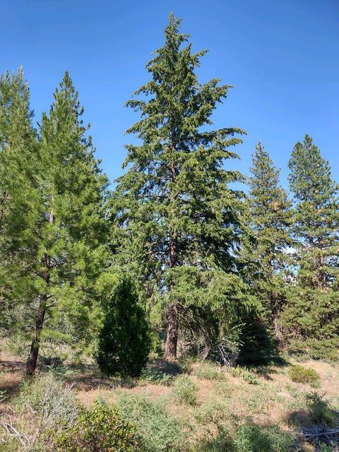 22083 Switchback Rd, Sprague River, OR 97639 photo 13