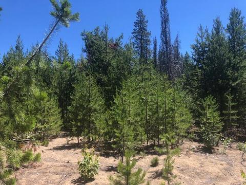 58 Royce Mountain Rd, Crescent Lake, OR 97733