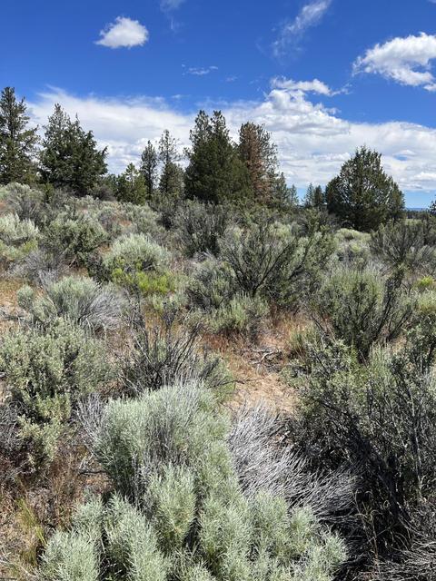 Council Butte Drive, Beatty, OR 97621