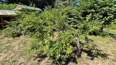 1212 Green Tree Loop, Grants Pass, OR 97527 photo 138