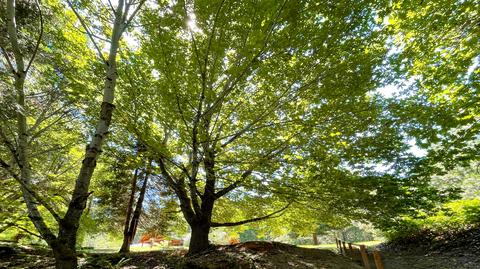 1212 Green Tree Loop, Grants Pass, OR 97527 photo 188