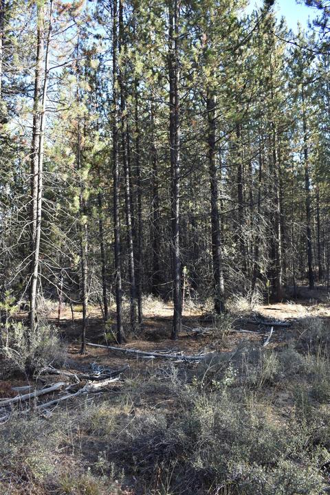 52180 Lechner Ln, La Pine, OR 97739 photo 9