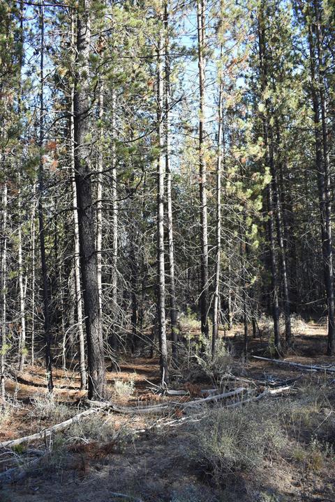 52180 Lechner Ln, La Pine, OR 97739 photo 5