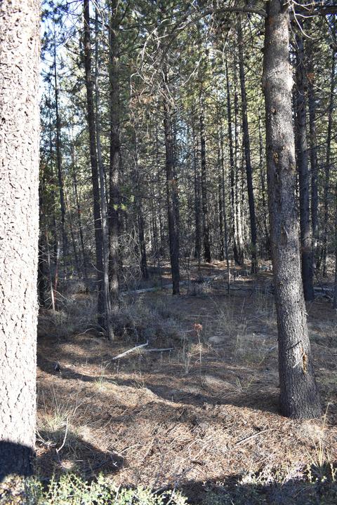 52180 Lechner Ln, La Pine, OR 97739 photo 8