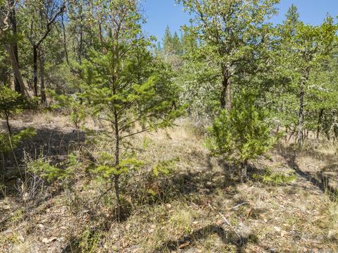 196 Stone Dr, Williams, OR 97544 photo 21