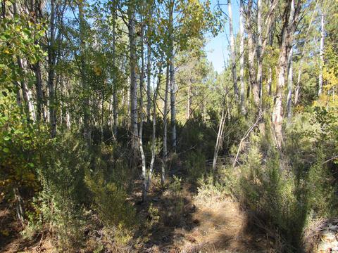 Pine Ridge Loop, Chiloquin, OR 97624 photo 4