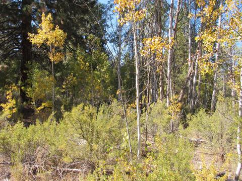 Pine Ridge Loop, Chiloquin, OR 97624