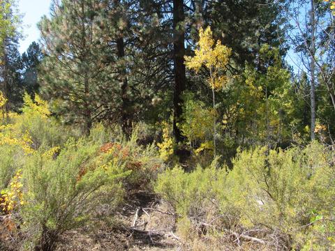 Pine Ridge Loop, Chiloquin, OR 97624 photo 2