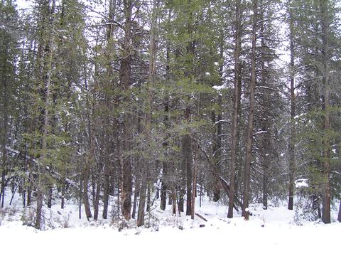 Cloudcap Drive, Chiloquin, OR 97624 photo 6
