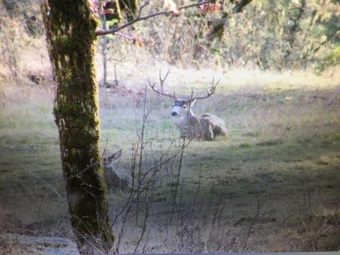 726 Busch Rd, Trail, OR 97541 photo 67