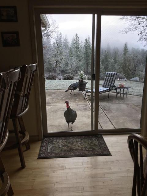 726 Busch Rd, Trail, OR 97541 photo 70