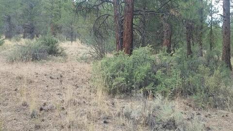 Tableland Road, Chiloquin, OR 97639 photo 7